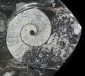 Fish-Shaped Fossil Goniatite Dish (Black) - Stoneware #62458-2
